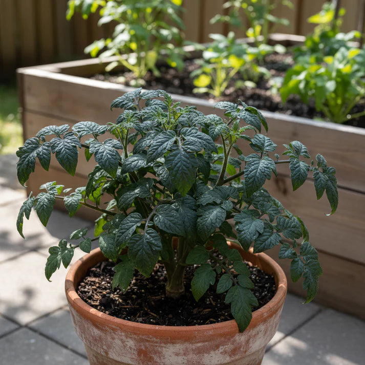 Tomato Dwarf Beryl Beauty Seeds – Dwarf Tomato Seeds for Home Garden