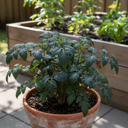 Tomato Dwarf Beryl Beauty Seeds – Dwarf Tomato Seeds for Home Garden