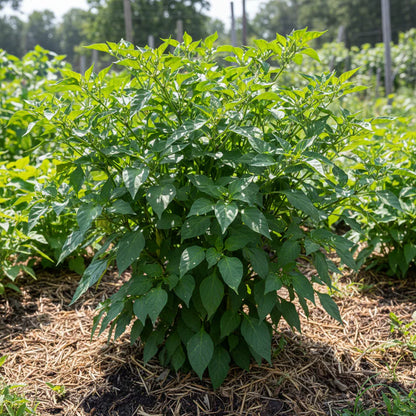 Chilli Bido Tacana Yellow Seeds – Chilli Pepper Seeds for Home Garden