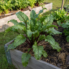 Beetroot Crimson Globe Seeds for Home Garden Growing