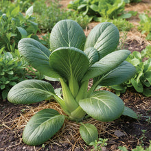 Pak Choi Da Cheong Chae F1 Seeds