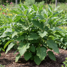 Hot Jalisco F1 Seeds – Chilli Pepper Seeds for Home Garden