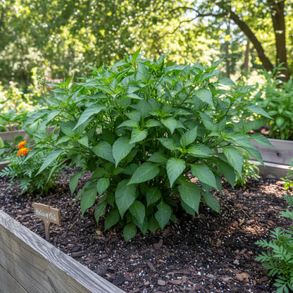 Chilli Heirloom Mix Seeds – Chilli Pepper Seeds for Home Garden