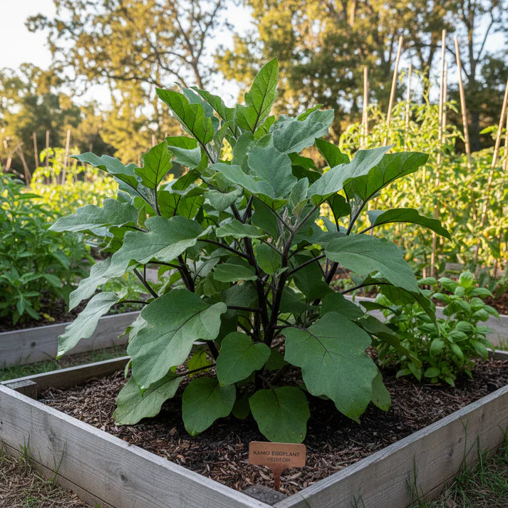 Florida Market Eggplant Seeds – Eggplant Seeds for Home Garden