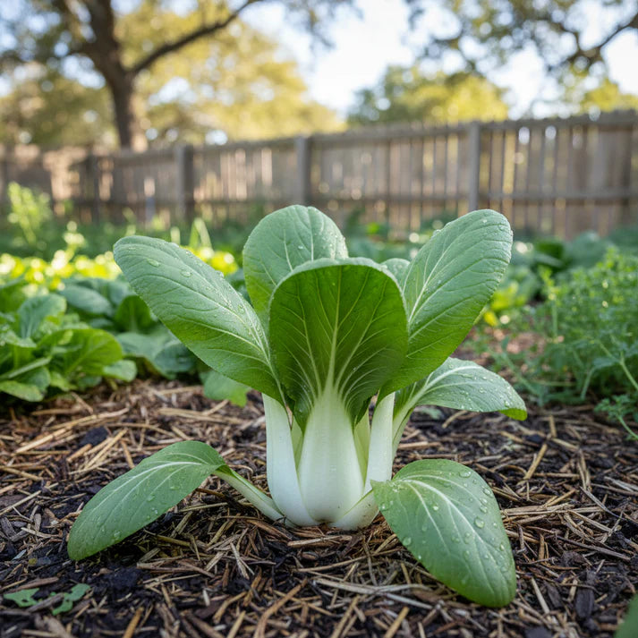 Organic White Pak Choi Seeds for Home Garden