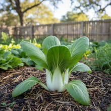 Organic White Pak Choi Seeds for Home Garden
