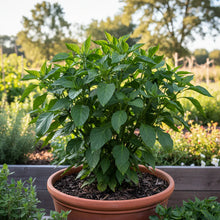 Chilli Santa Fe Grande Seeds – Chilli Pepper Seeds for Home Garden
