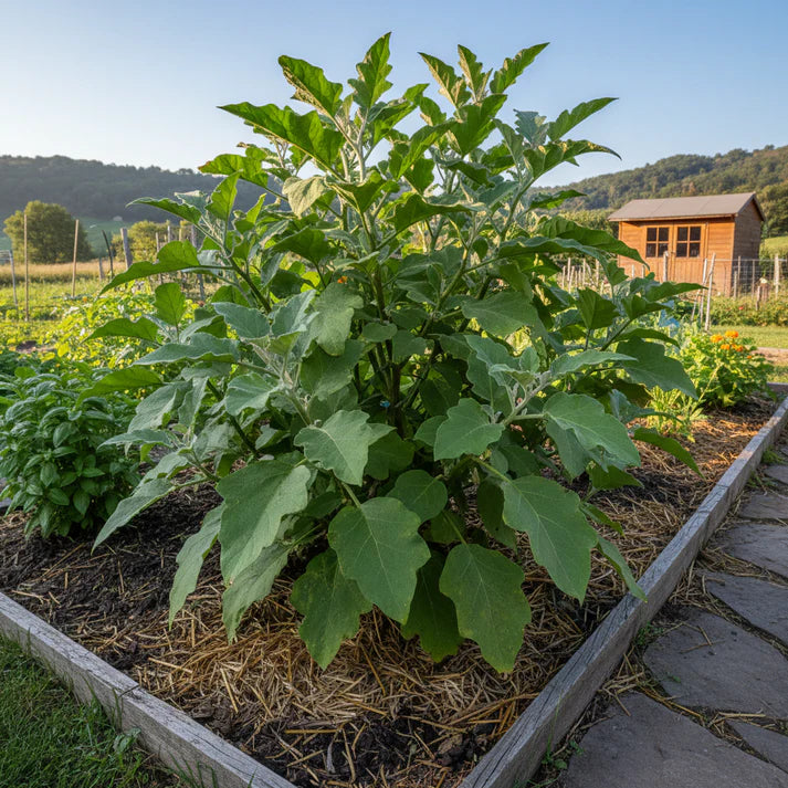 Eggplant Turkish Orange Seeds – Eggplant Seeds for Home Garden
