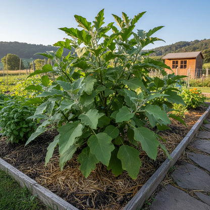Eggplant Turkish Orange Seeds – Eggplant Seeds for Home Garden