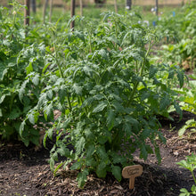 Tomato Coyote Seeds – Tomato Seeds for Home Garden