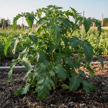 Tomato Henderson Winsall Seeds – Heirloom Tomato Seeds for Home Garden