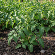 Tomato Ilse Yellow Latvian Seeds – Heirloom Tomato Seeds for Home Garden