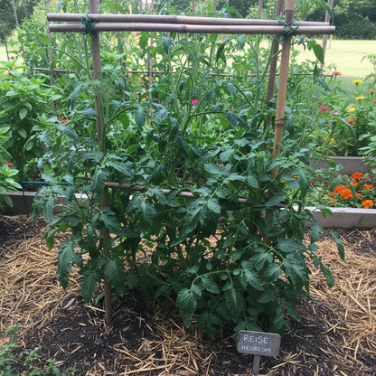 Tomato Reise Seeds – Heirloom Tomato Seeds for Home Garden