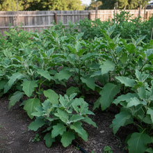 Eggplant Seeds Assorted – Eggplant Seeds for Home Garden