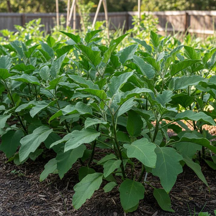 Eggplant Heirloom Mix Seeds – Eggplant Seeds for Home Garden