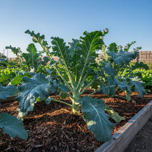 Broccoli Heirloom Mix Seeds for Home Garden