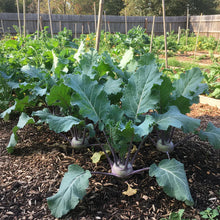 Kohl Rabi Purple Vienna Seeds for Home Garden Planting