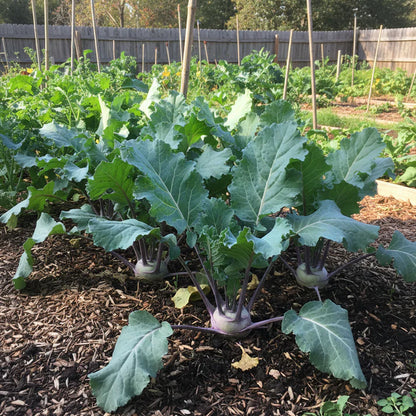 Kohl Rabi Purple Vienna Seeds for Home Garden Planting