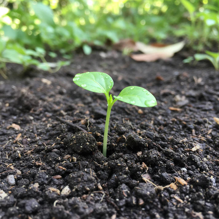 Pepper Bulgarian Carrot Seeds – Heirloom Chili Variety for Planting