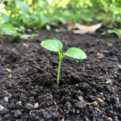 Pepper Bulgarian Carrot Seeds – Heirloom Chili Variety for Planting