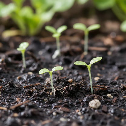 Merveille des Quatre Saisons Lettuce Seeds