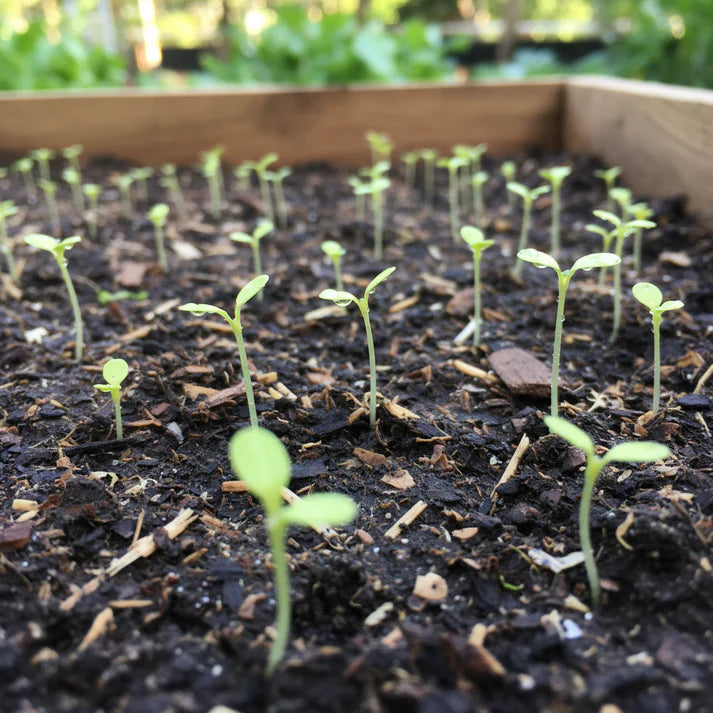 Little Gem Lettuce Seeds for Home Garden