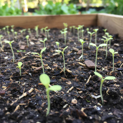 Little Gem Lettuce Seeds for Home Garden