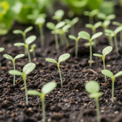 Forellenschluss Romaine Lettuce Seeds