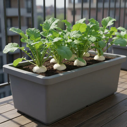 Radish Albena Seeds for Home Gardening