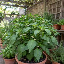 Quadrato Asti Giallo Pepper Vegetable Seeds – Italian Heirloom Pepper for Planting