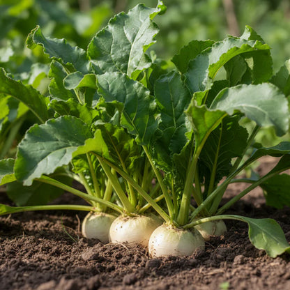 Albino Beet Seeds for Home Garden Planting