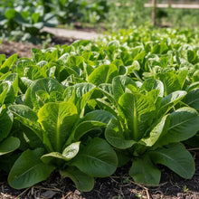 Amish Deer Tongue Lettuce Seeds for Home Garden