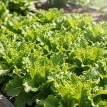 Green Oakleaf Lettuce Seeds for Home Garden