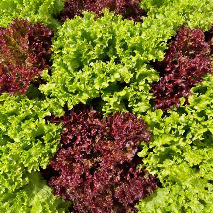 Oakleaf Lettuce Green and Red Seeds