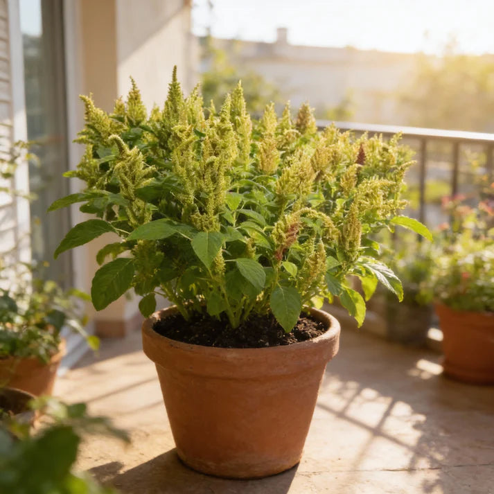 Green Thumb Amaranth Seeds for Planting