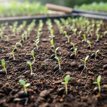 Hybrid Cabbage Seeds for Planting