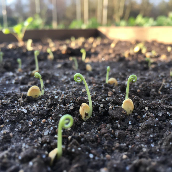 Parsnip Tender and True Vegetable Seeds for Planting