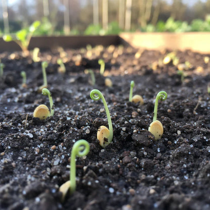 Parsnip Tender and True Vegetable Seeds for Planting