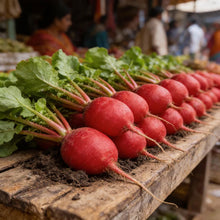 German Giant Radish Seeds for Planting