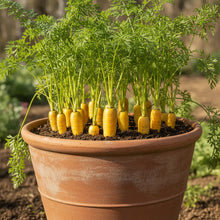 Yellowstone Yellow Carrot Seeds – Sweet Garden Carrot Seeds
