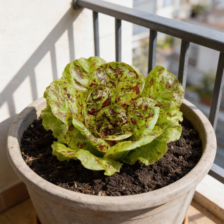 Lettuce Romaine Freckles Seeds