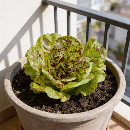 Lettuce Romaine Freckles Seeds