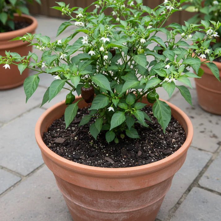 Chilli Trinidad 7 Pod Brown Seeds for Home Garden
