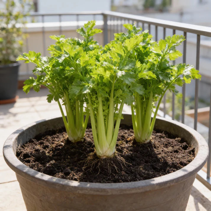Celery Golden Self Blanching Seeds