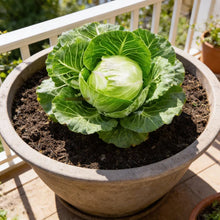 Durham Early Cabbage Seeds for Home Garden