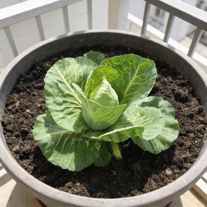 Wheelers Imperial Cabbage Seeds for Home Garden