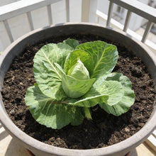 Wheelers Imperial Cabbage Seeds for Home Garden