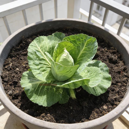 Wheelers Imperial Cabbage Seeds for Home Garden