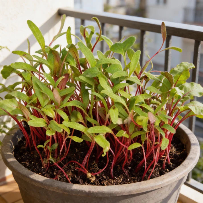Microgreen Rainbow Blend Seeds