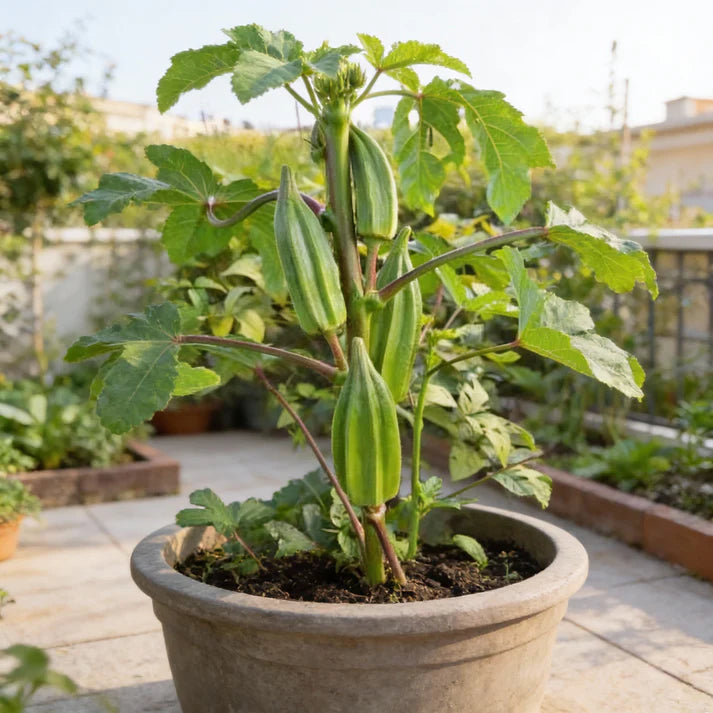 Star of David Okra Seeds for Home Gardening